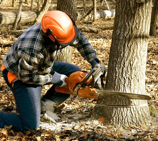 Tree Removal in Oxford, CT